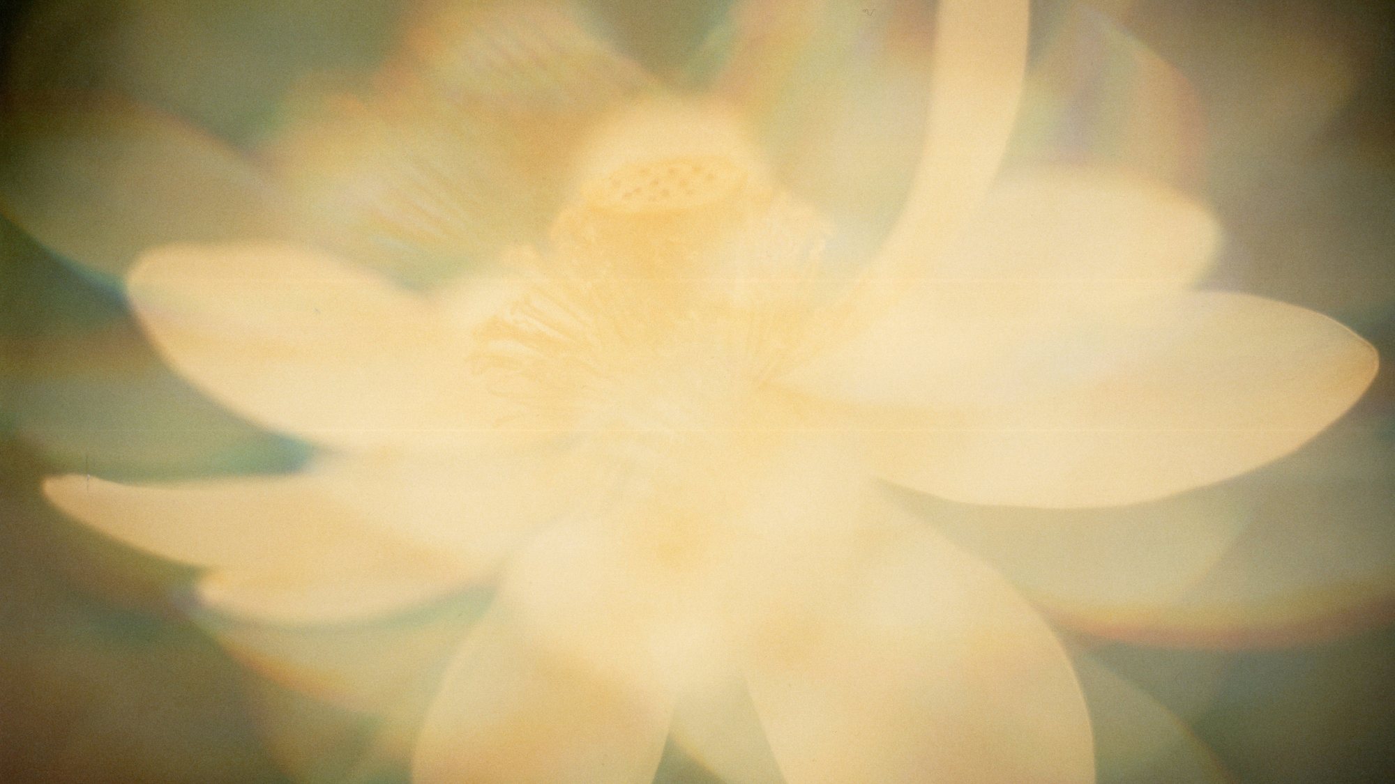 ZT_Austr. ’89 — a bloom photographed wide open, its petals dissolving into warm cream and olive light.