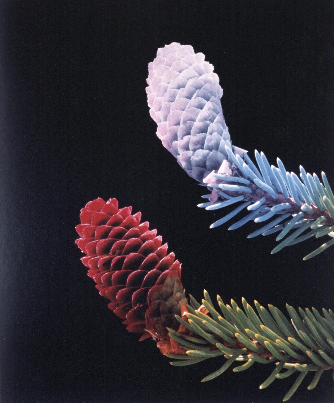 De Paarse Zon, 1990 - a red and a pale violet fir cone on their branches against black.