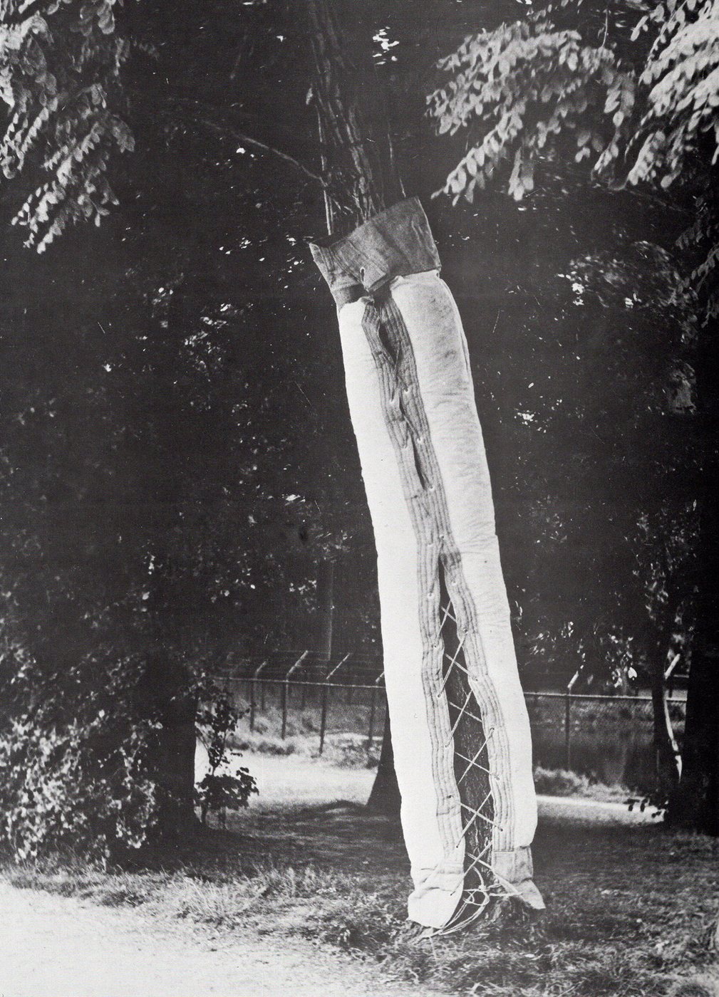 Boom corcet, 1970 - a black-and-white photograph of a tall tree trunk bound in pale wrappings and netting, standing among trees in a park.